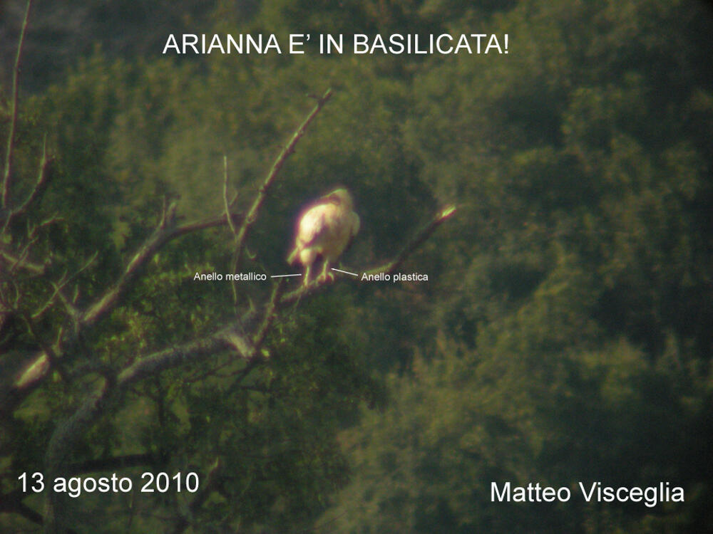 Arianna, al suo ritorno in Basilicata nel 2010